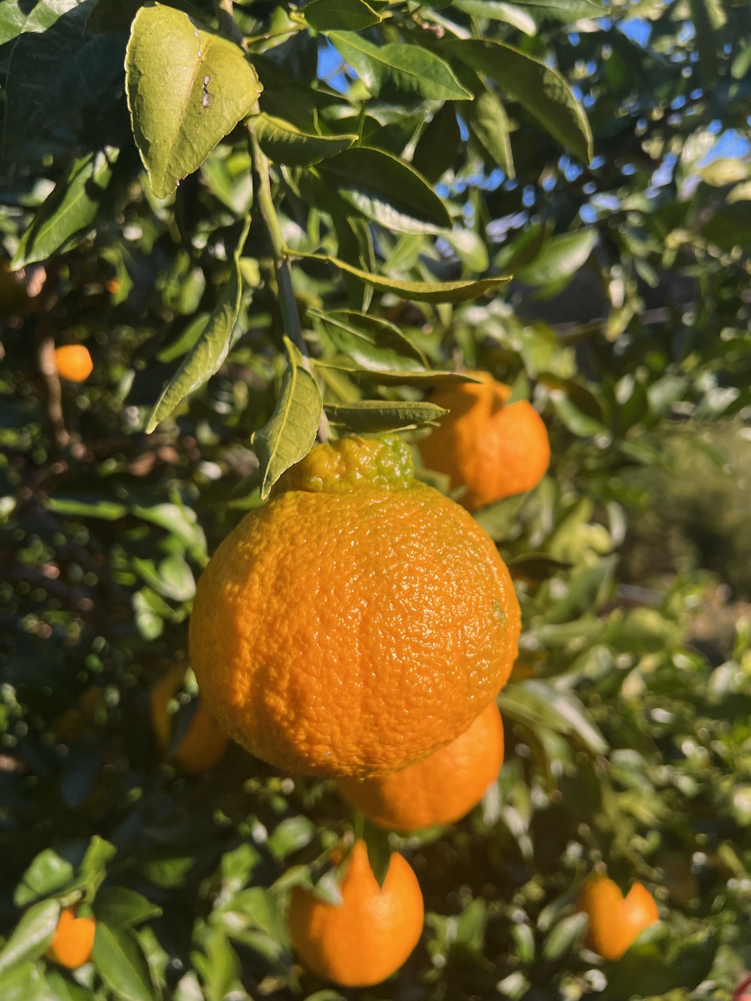 小杉原みかんプロジェクトチーム